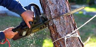 Best Commercial Tree Services  in Forsgate, NJ