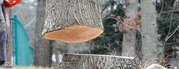 Best Tree Health Inspection  in Forsgate, NJ