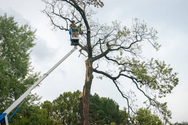 Forsgate, NJ Tree Removal Company