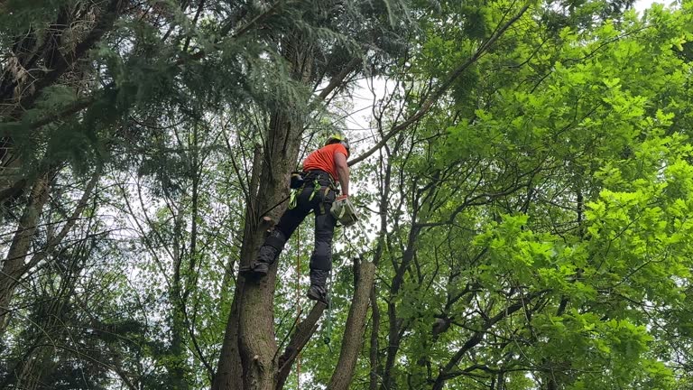Best Seasonal Cleanup (Spring/Fall)  in Forsgate, NJ