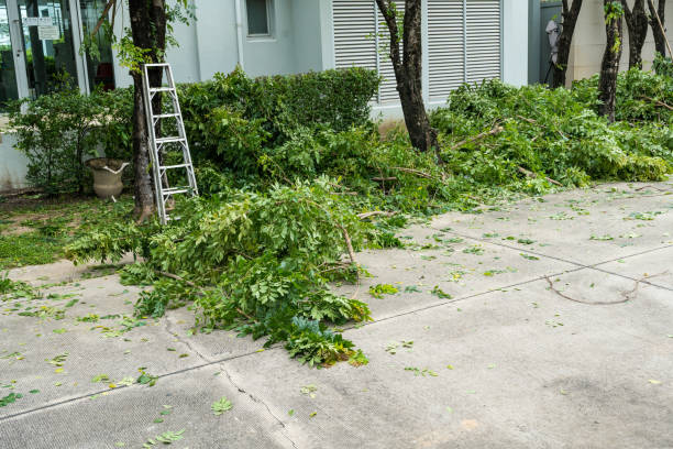 Best Pest Control for Lawns  in Forsgate, NJ