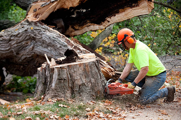 Best Hazardous Tree Removal  in Forsgate, NJ
