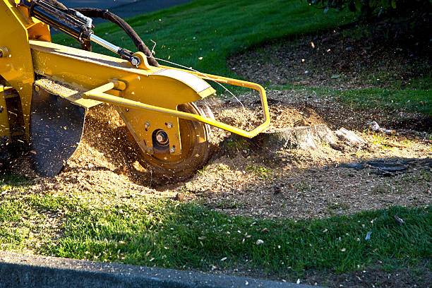 Best Lawn Watering Services  in Forsgate, NJ