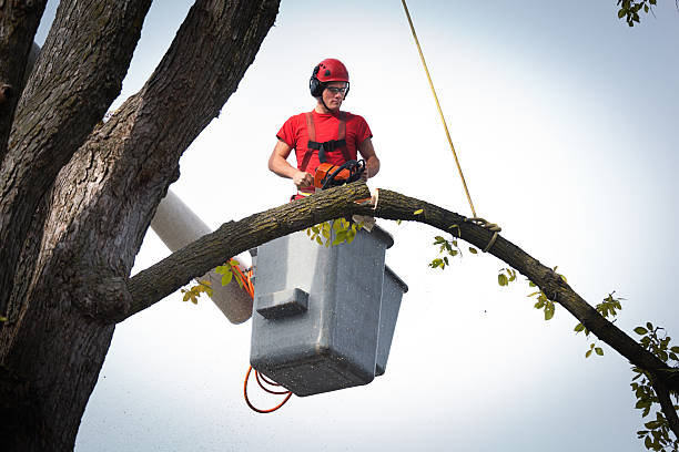 Best Root Management and Removal  in Forsgate, NJ