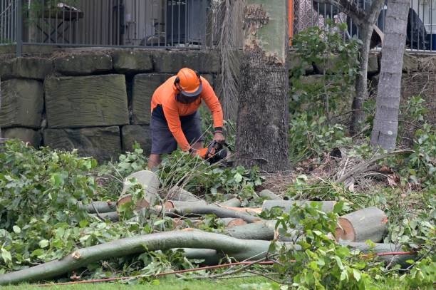 Best Stump Grinding and Removal  in Forsgate, NJ