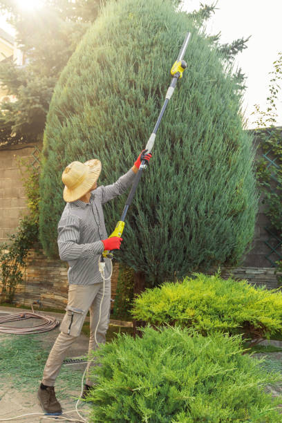 Best Sod Installation  in Forsgate, NJ