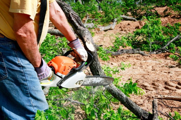 Best Tree Disease Treatment  in Forsgate, NJ
